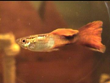 Guppy m