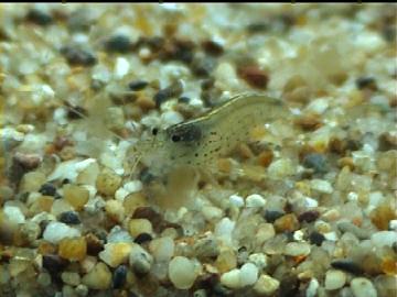 Amano-Garnele