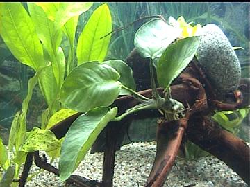 Anubias barteri