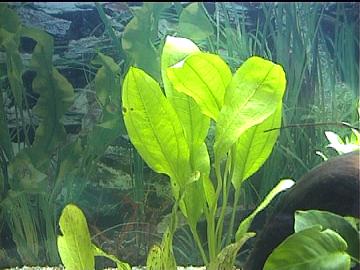 Echinodorus bleheri