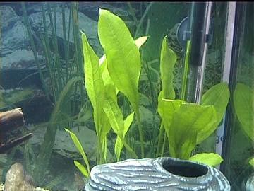 Echinodorus bleheri