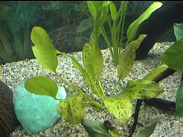 Echinodorus "Green Flame"