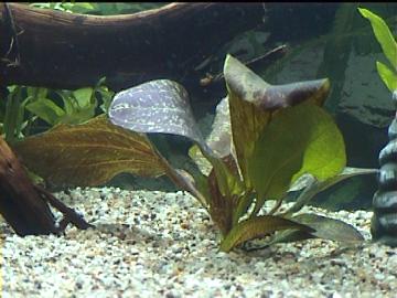 Echinodorus "Red Flame"