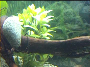 Indischer Wasserfreund