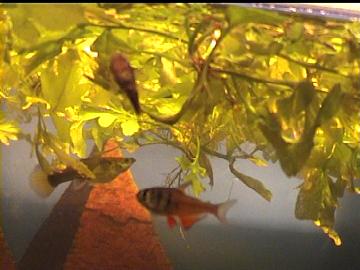 Antennenwels,Guppy und Roter von Rio