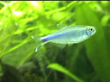 Blauer Perusalmler