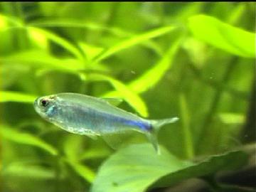 Blauer Perusalmler