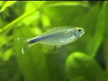 Blauer Perusalmler