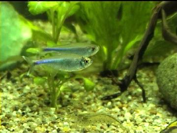 Blauer Perusalmler