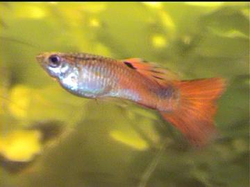 Guppy m