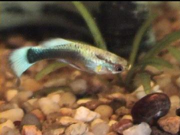 Guppy m