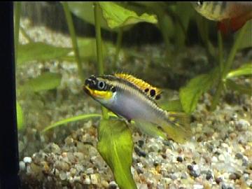 Pelvicachromis taeniatus-Weibchen