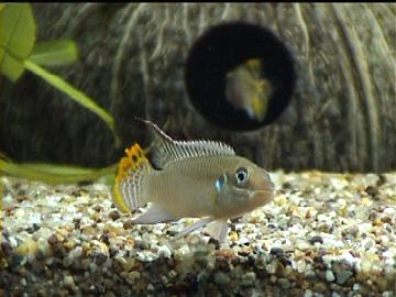 Pelvicachromis taeniatus-M&auml;nnchen