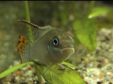 Pelvicachromis taeniatus-M&auml;nnchen