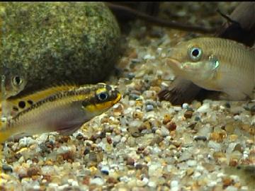 Pelvicachromis taeniatus w/m